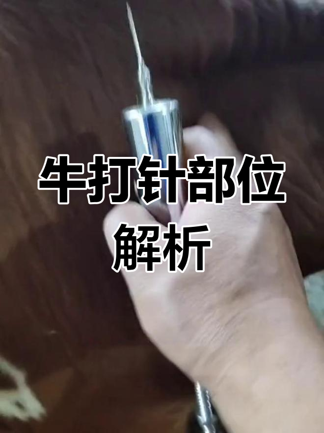 牛打针的正确位置,前胛到颈胛十公分左右