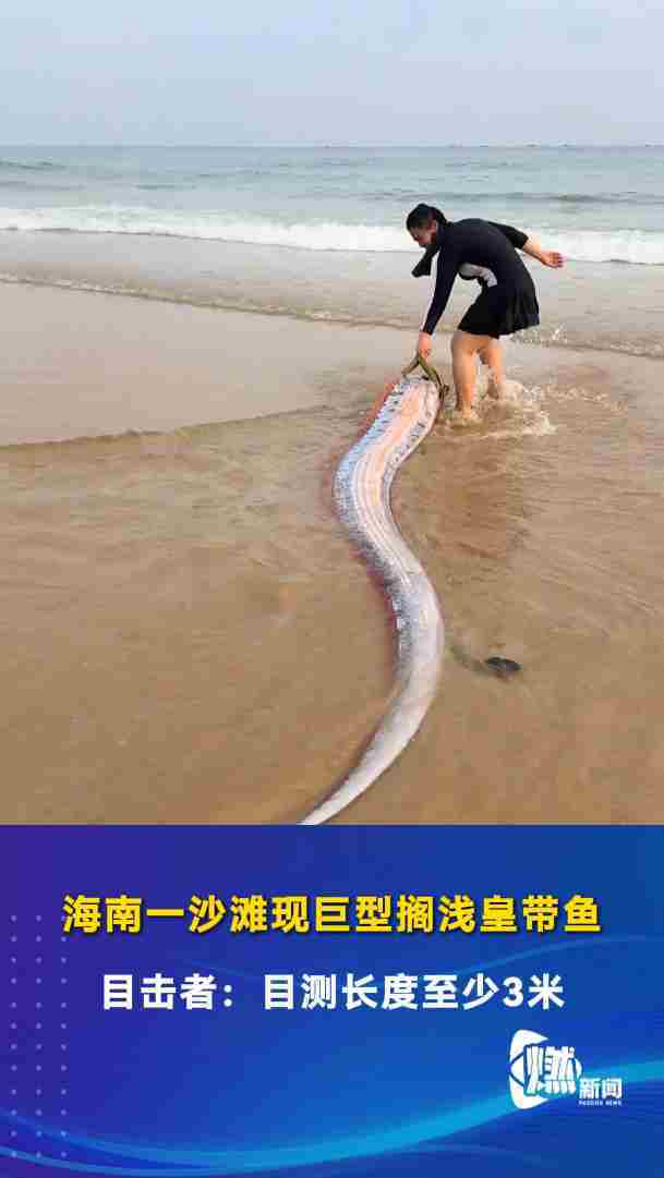 海南一沙滩现巨型搁浅皇带鱼 目击者:目测长度至少3米