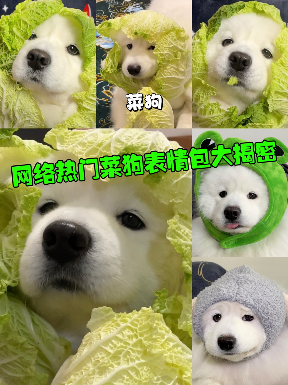 网络热门菜狗表情包大揭密!