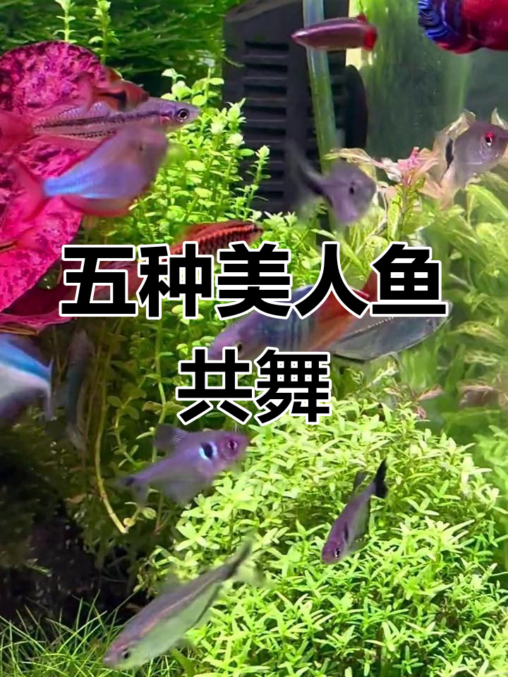 鱼缸里的美人鱼大集合,五款不同品种的美人鱼一起生活