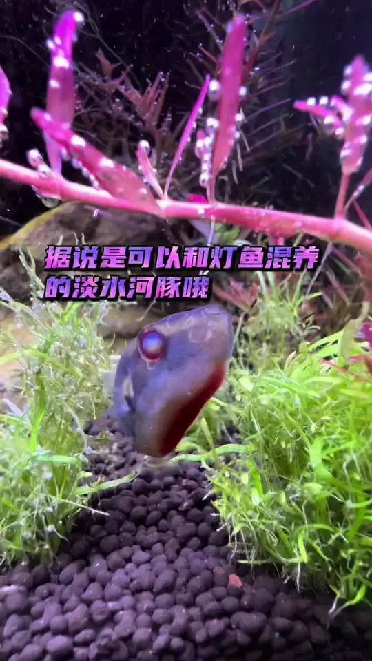 据说是可以和灯鱼混养的淡水河豚