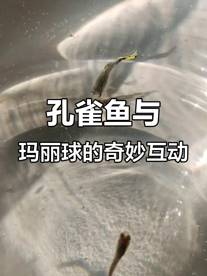 孔雀鱼和玛丽球能杂交?这小公鱼咋追着马丽球不放