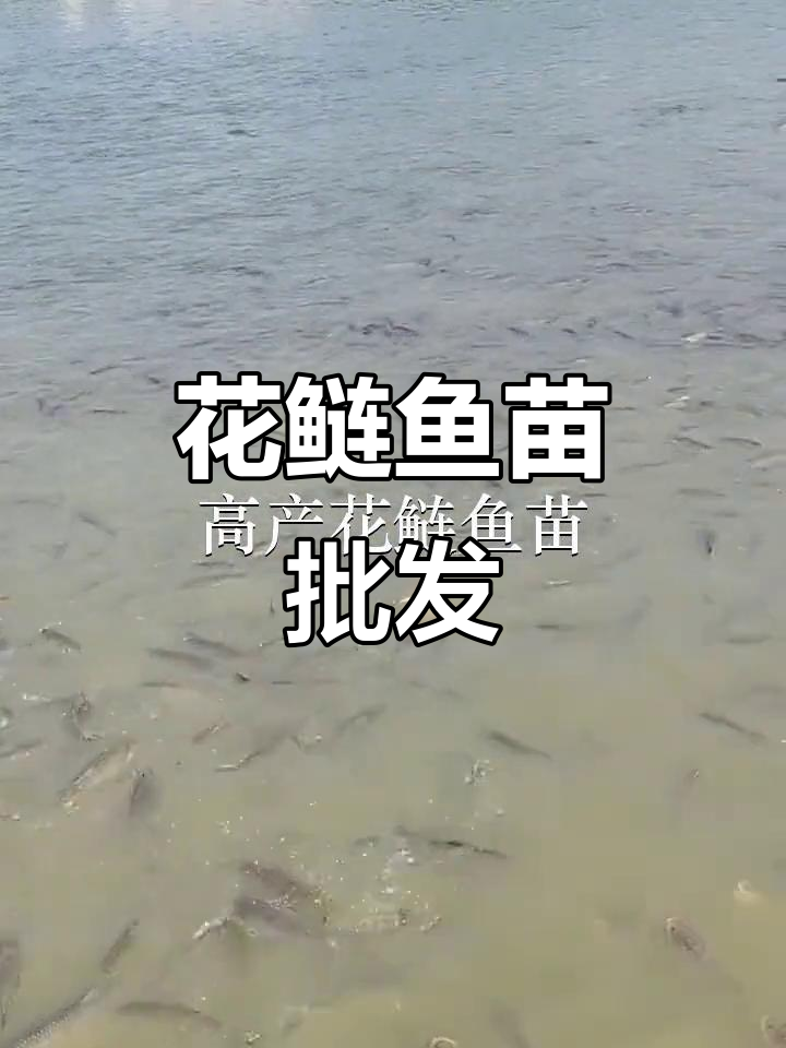 优质花鲢鱼苗，批发供应，各地均有分场