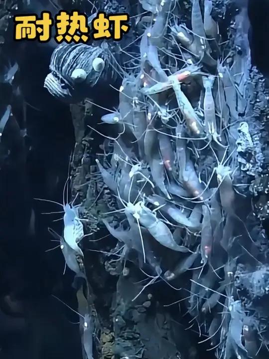 世界上最耐热的虾你知道怎么吃吗