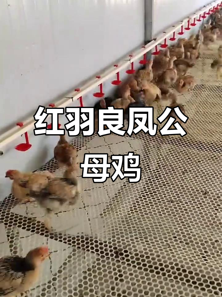 快速增重公鸡母鸡,红羽良凤品种推荐
