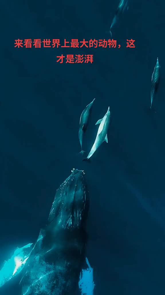 鲸鱼 海洋生物 蓝色治愈系 来看看世界上最大的动物,这才是澎湃