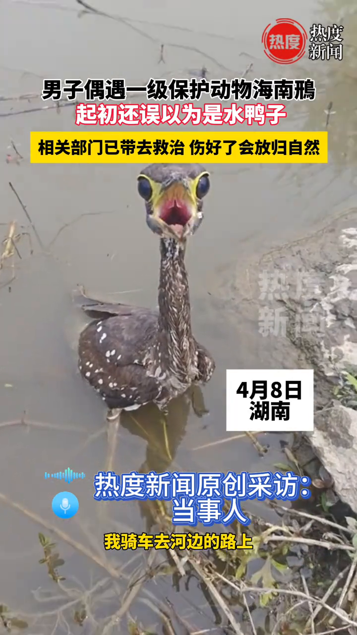 男子偶遇一级保护动物,还误以为是水鸭子,相关部门已带去救治