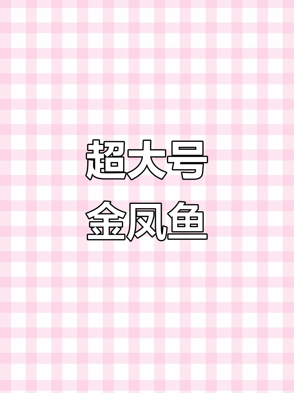 金凤鱼:23-25公分大尺寸观赏,敏捷游动喜群居