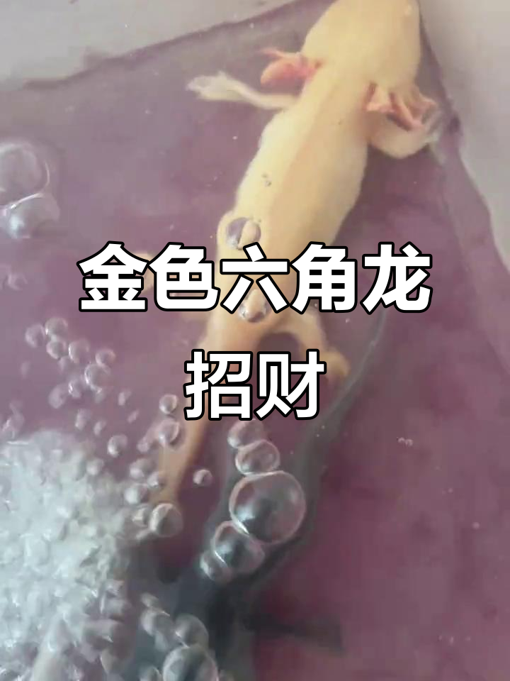 六角恐龙鱼金色招财,黑色镇宅驱邪