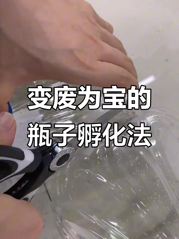 废矿泉水瓶变孵化器,轻松养小鱼苗
