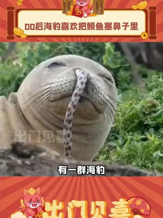 非主流的风还是吹到了海豹身上