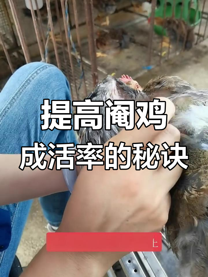 崇左女子阉鸡队传授技巧,提高成活率的关键步骤