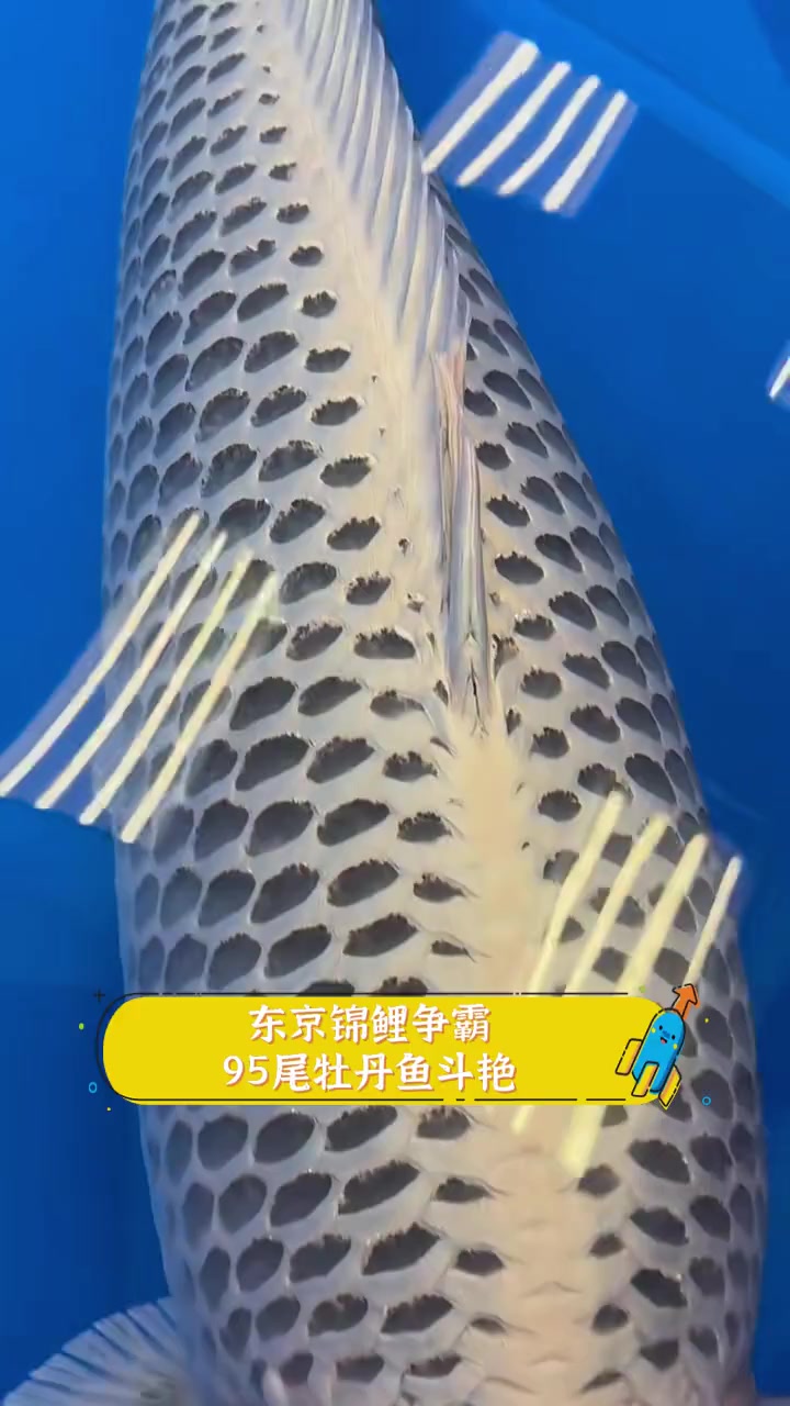 东京锦鲤争霸,95尾牡丹鱼斗艳
