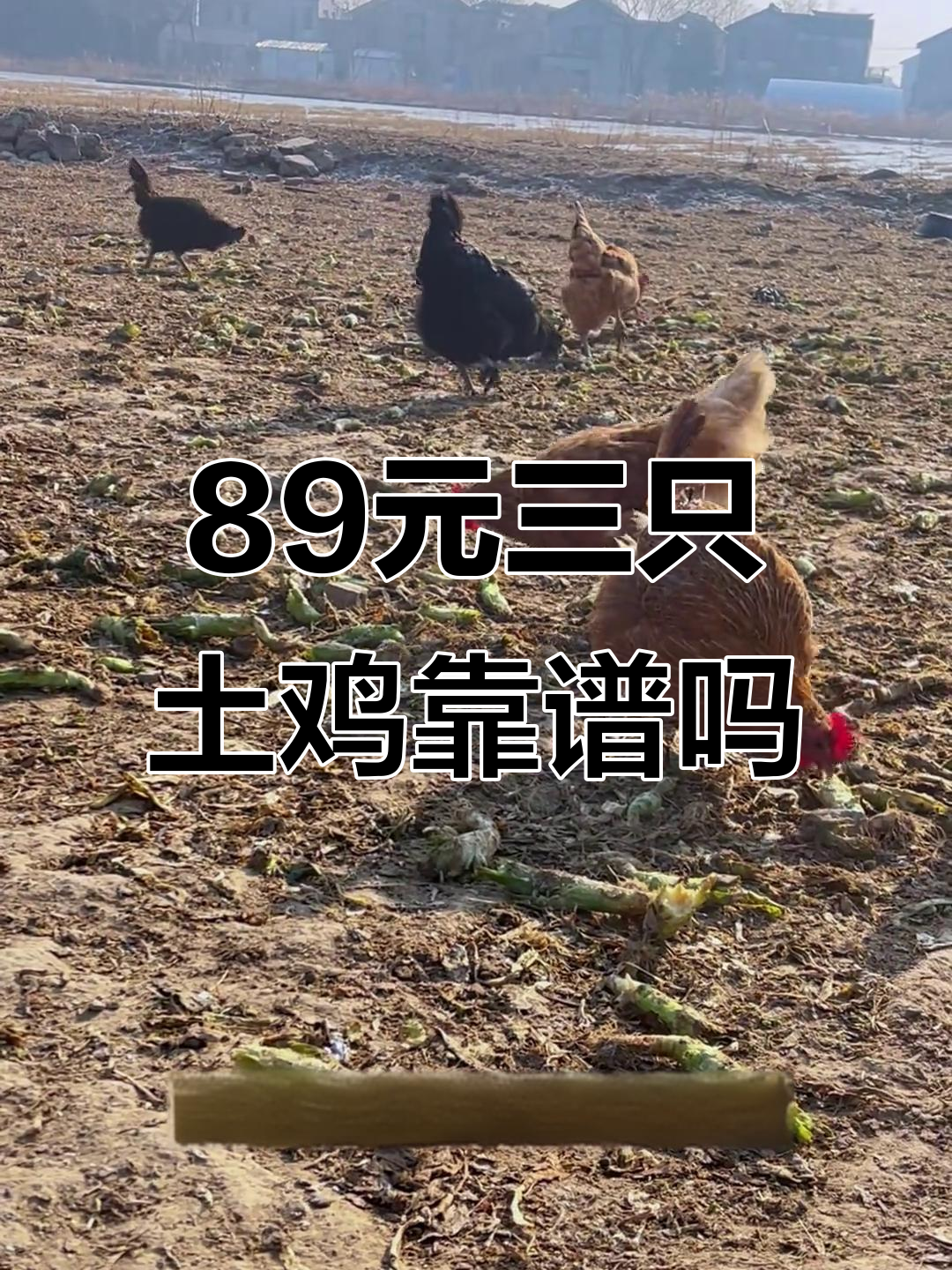 89元三只土鸡,真的是良心价吗?