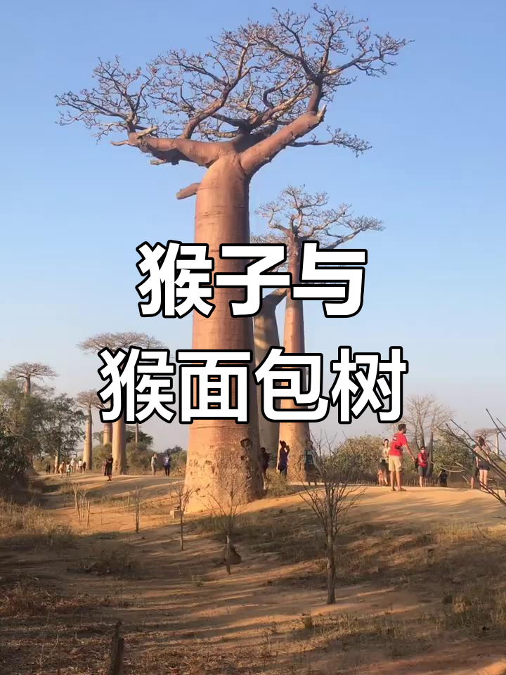 猴子其实爱吃猴面包树果实,之前误解了