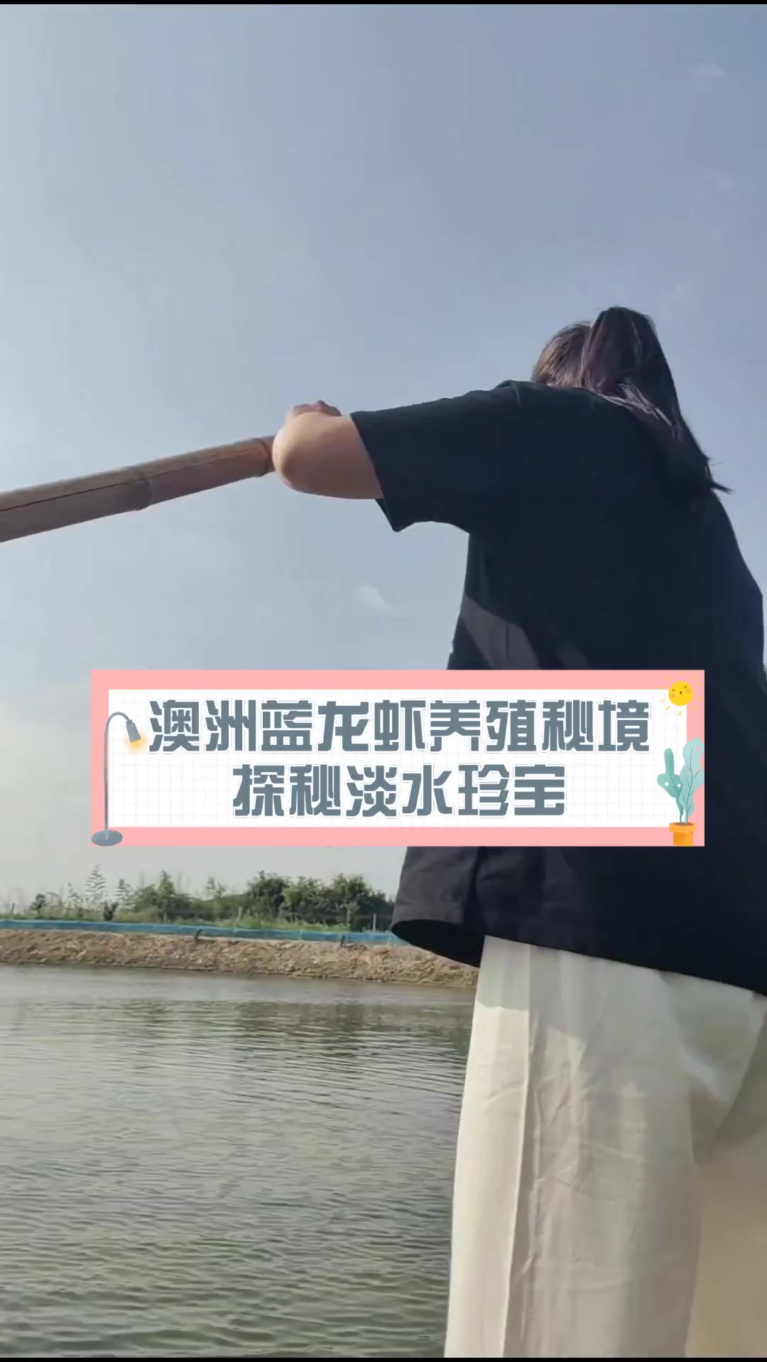 澳洲蓝龙虾养殖秘境,探秘淡水珍宝