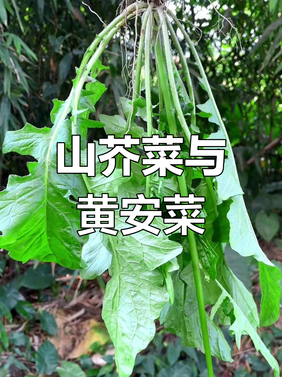 黄鹌菜:山芥菜的别称,晒干后遇水再生长