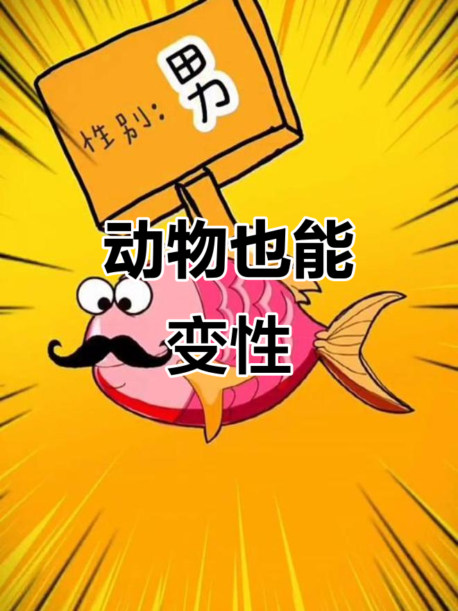 红鲷鱼和小丑鱼的性别大变,竟然能变性!