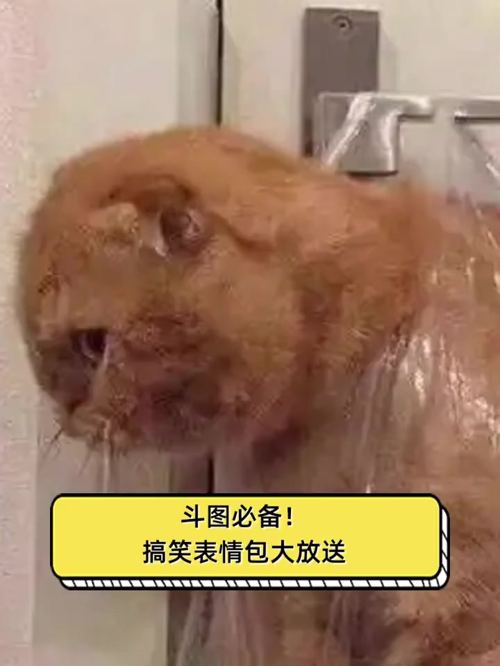 斗图必备!搞笑表情包大放送