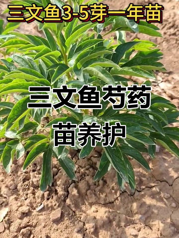 进口芍药三文鱼苗，婴年阶段养护技巧