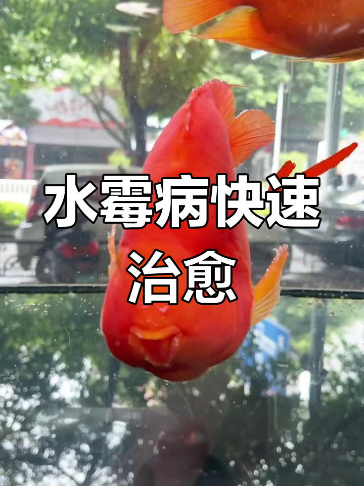 鹦鹉鱼水霉病治疗