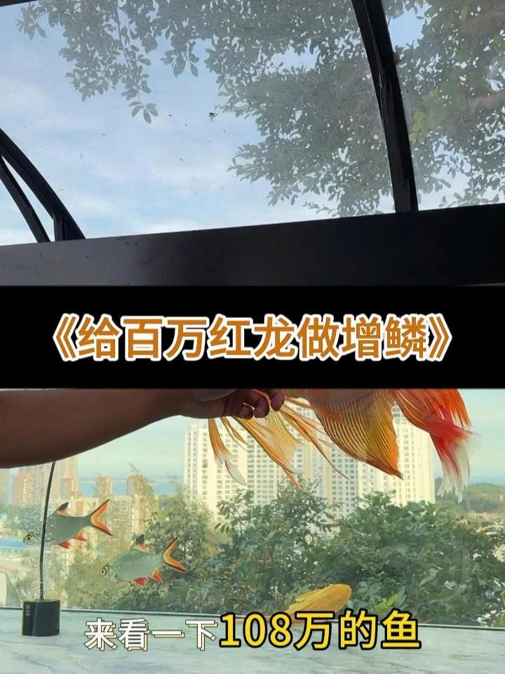 轻松护理龙鱼鳞片 从小白开始 玛豆龙鱼维生素修复鳞片损伤,让颜色鲜艳,鳞底干净。操作简单,