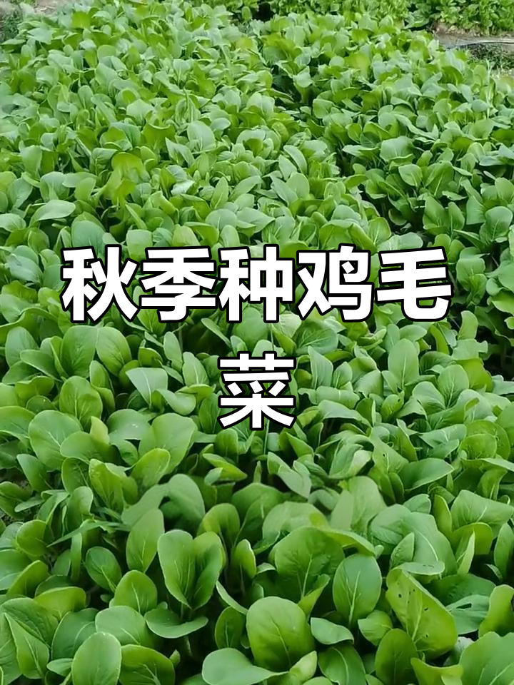 鸡毛菜快速种植,20天收获鲜嫩美味