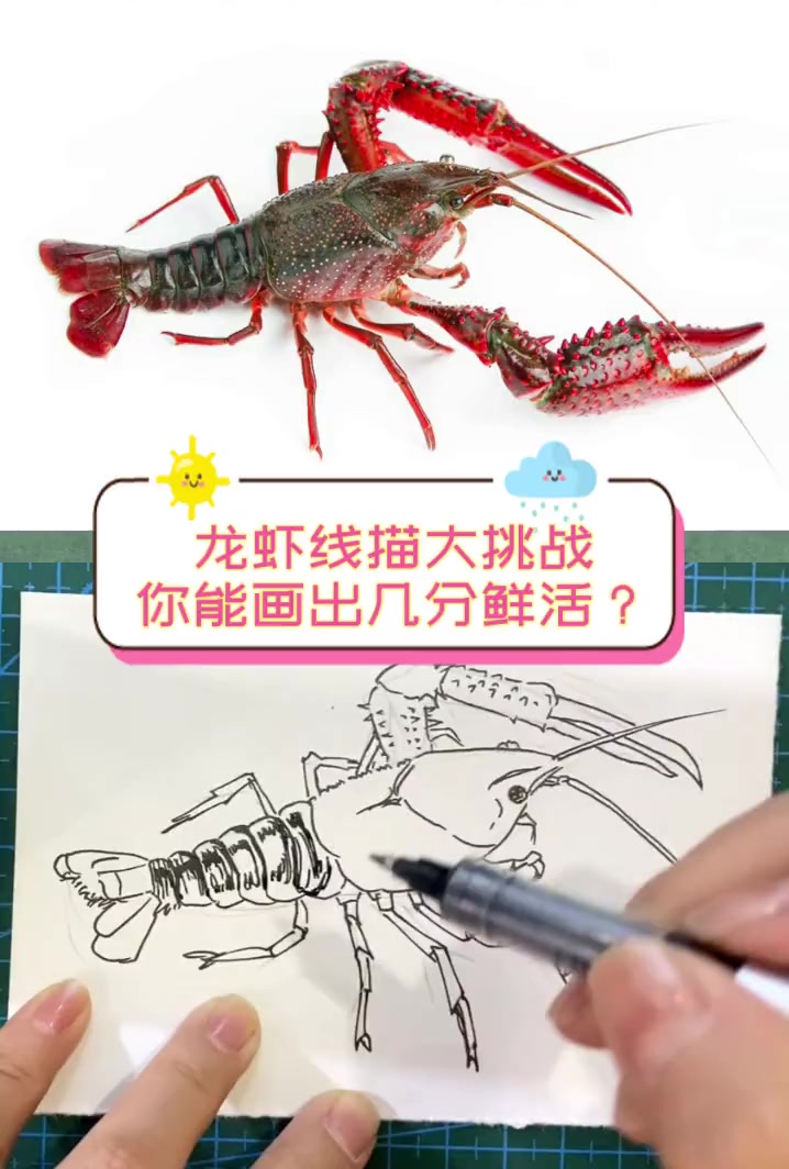 龙虾线描大挑战,你能画出几分鲜活?