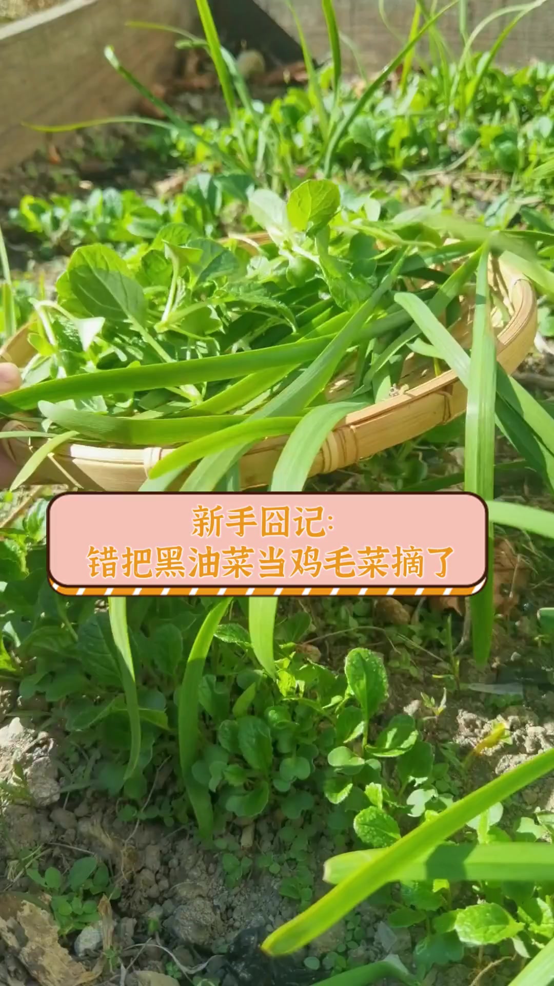 新手囧记:错把黑油菜当鸡毛菜摘了