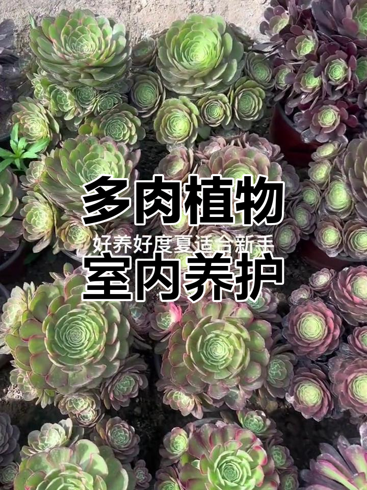 室内花卉推荐,适合养的多肉植物与盆栽
