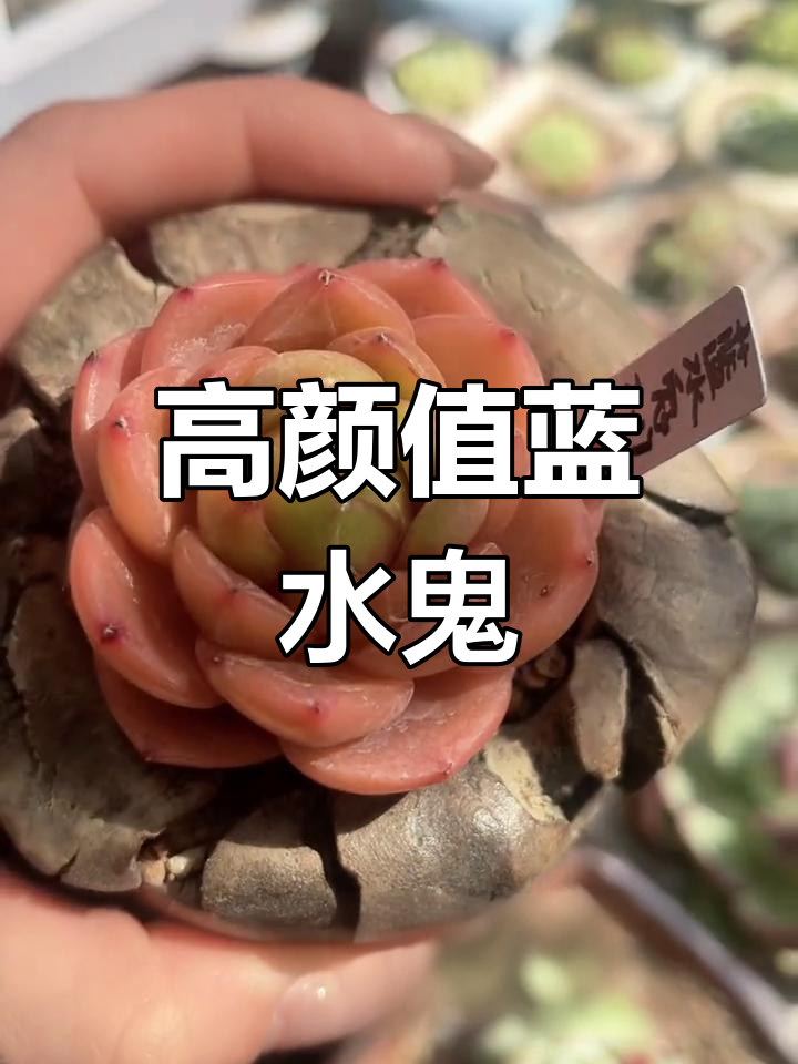 蓝水鬼多肉植物,颜色超饱和,夏季来临前的美丽留念