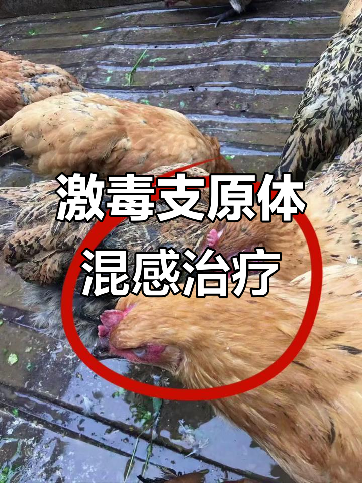 鸡眼肿脚泡,混合感染如何应对?