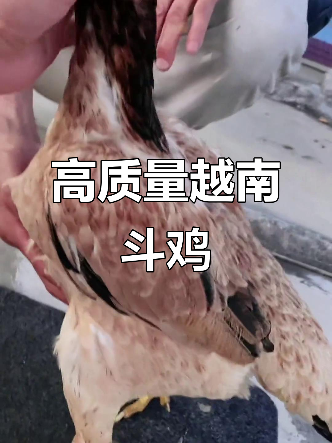 越南斗鸡精选：怪脚独鳞排拐，高质量对决震撼来袭