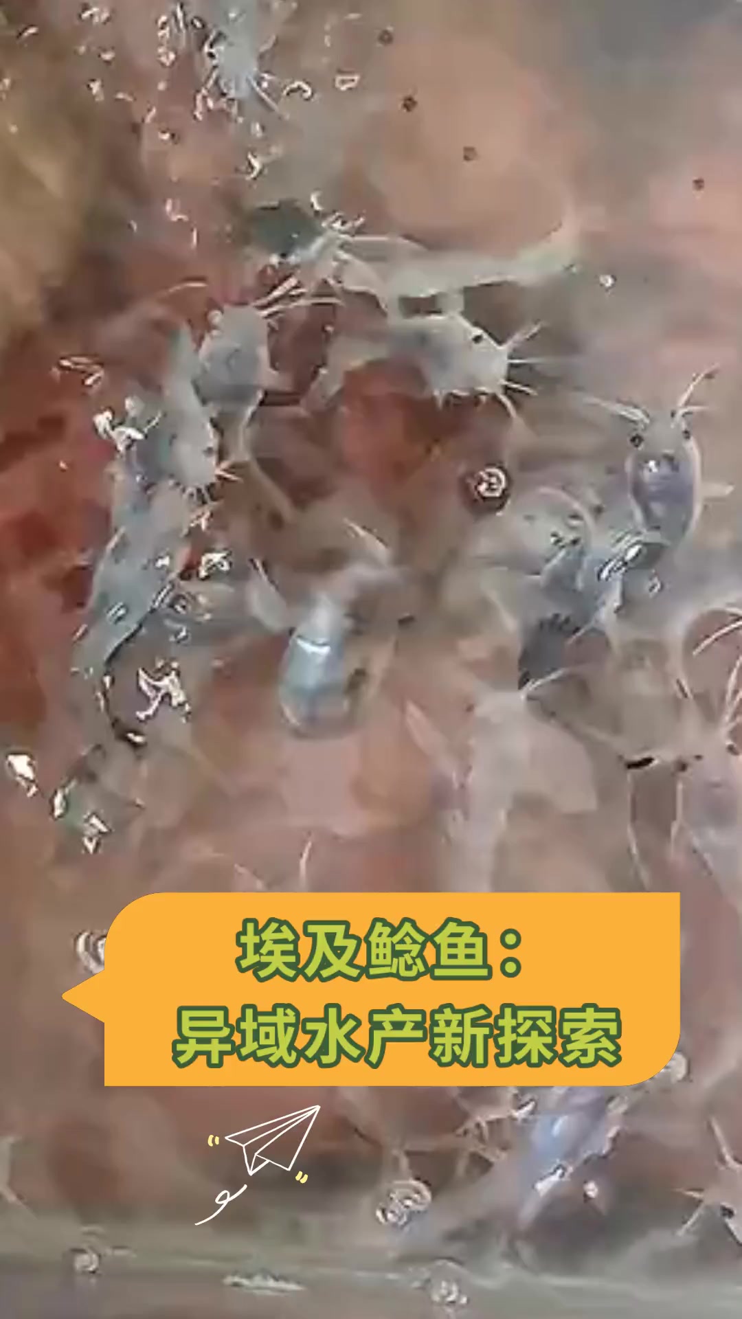 埃及鲶鱼:异域水产新探索