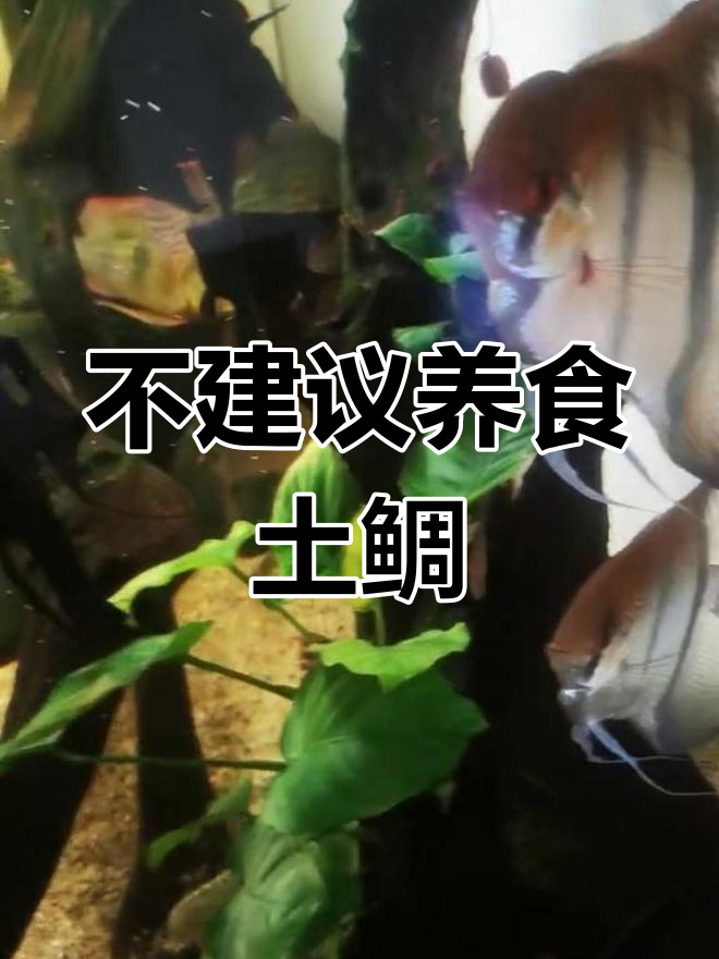 食土鲷不适合养的几个原因