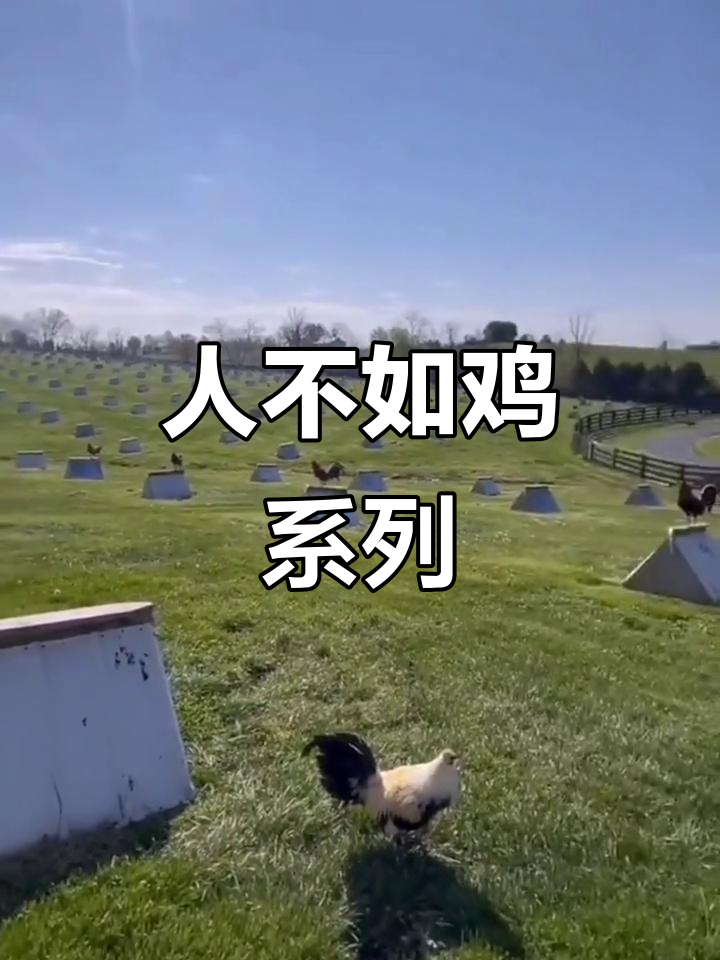 美国养鸡场:五只鸡住一套房,人却不如它们舒服