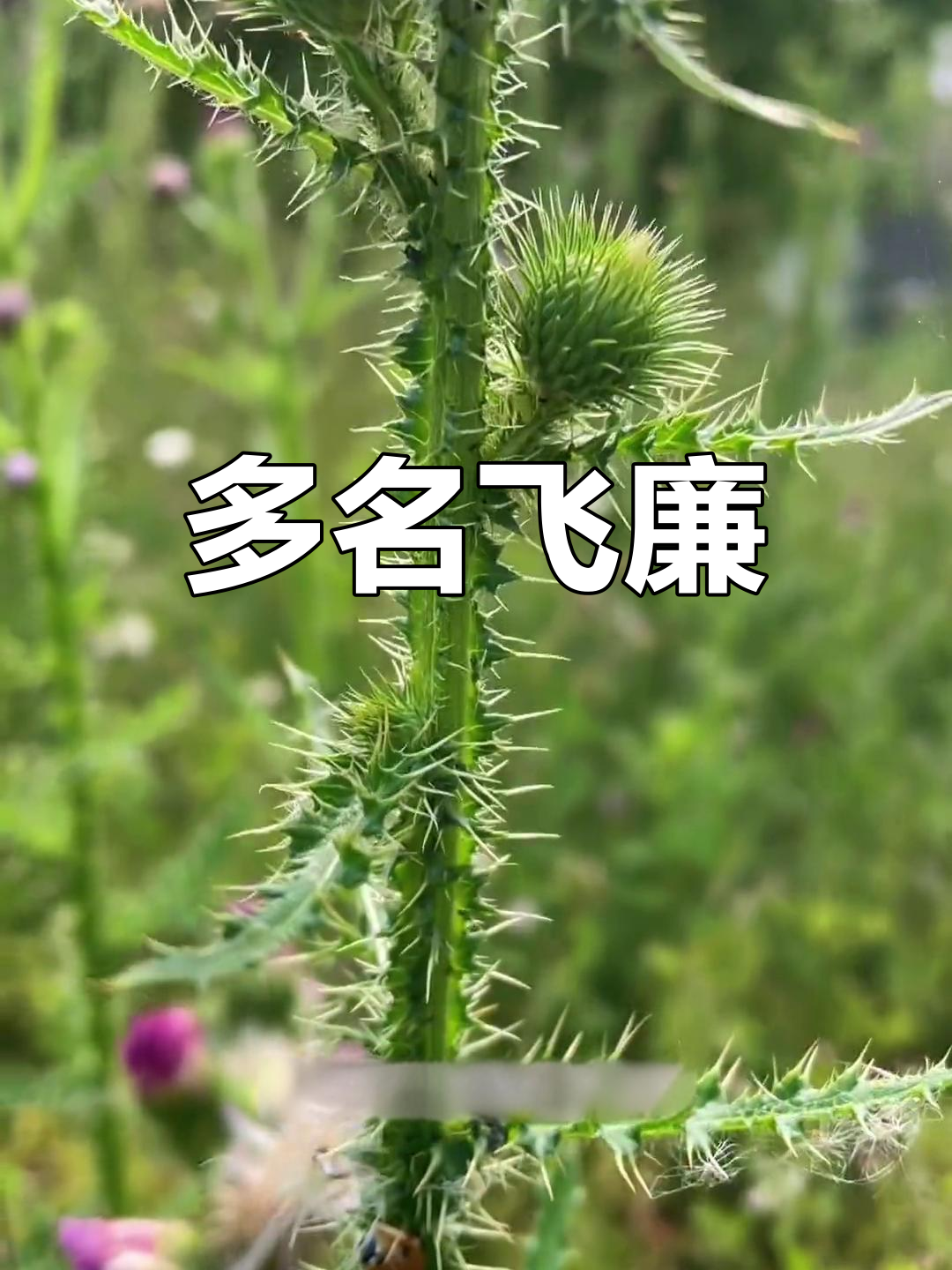 飞廉,别名众多,功效多样