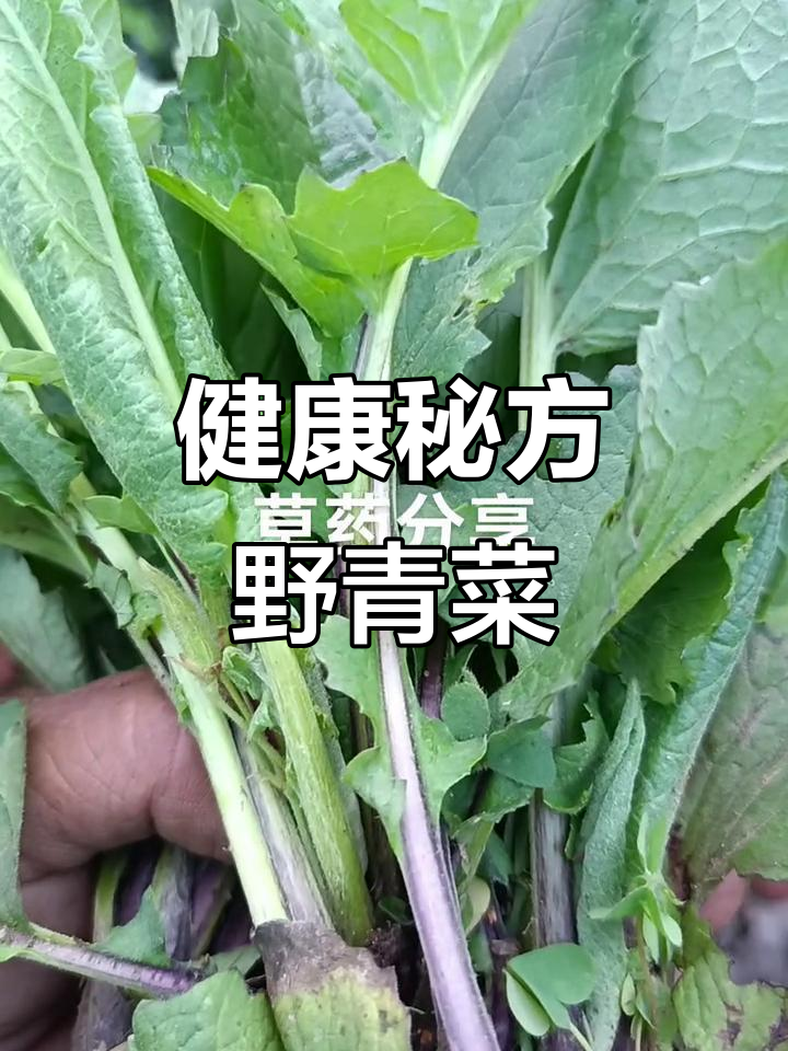 野青菜的神奇配方,助你健康长寿
