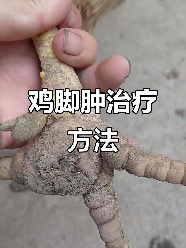 多只鸡脚关节肿胀,无法行走,该如何治疗?