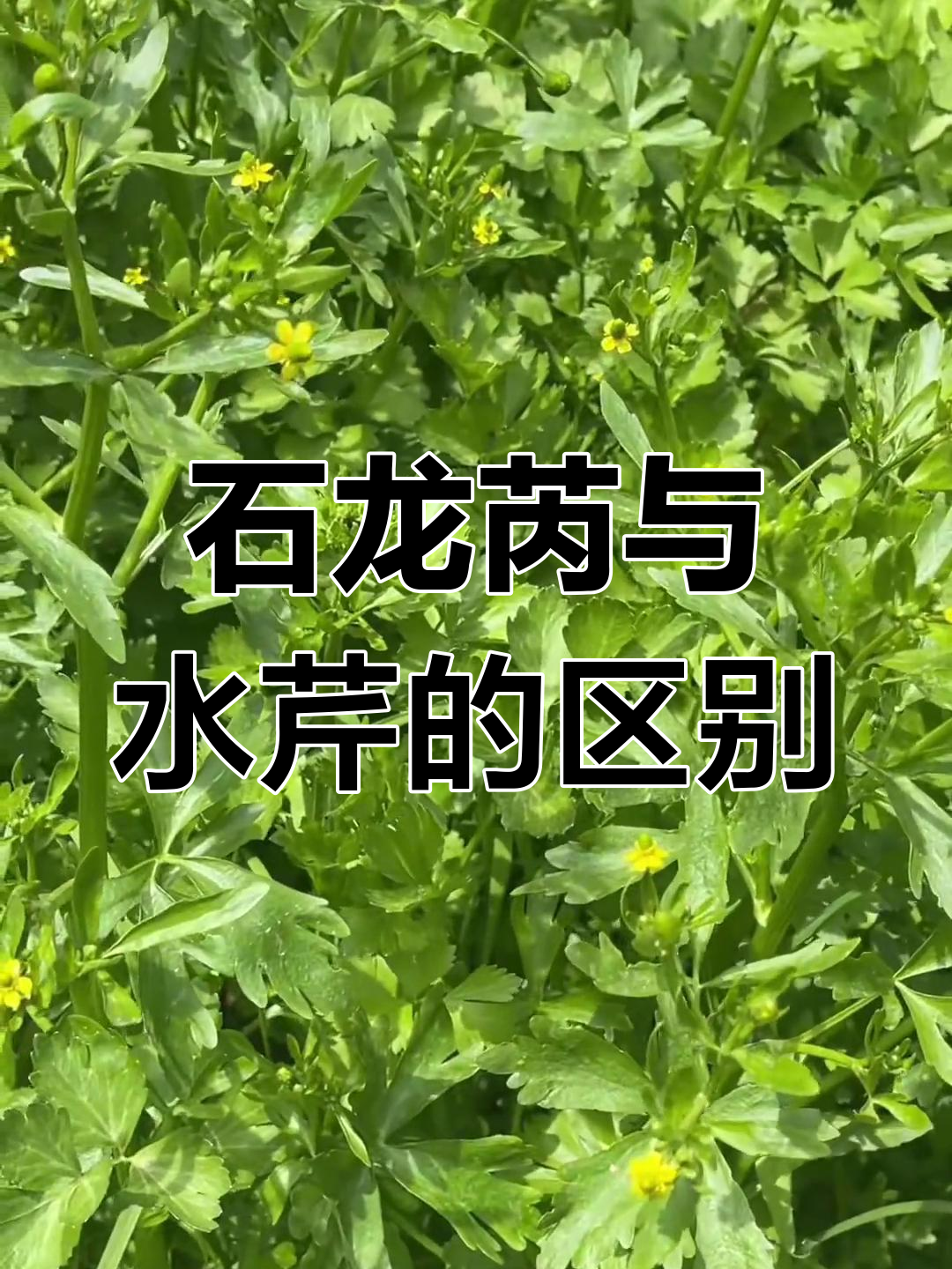 别再误认!石龙芮不是水芹菜,别乱吃