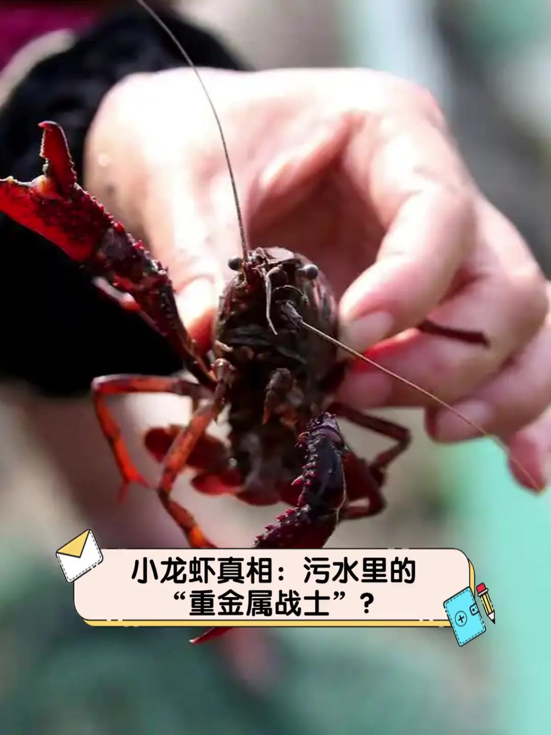 小龙虾真相:污水里的“重金属战士”?