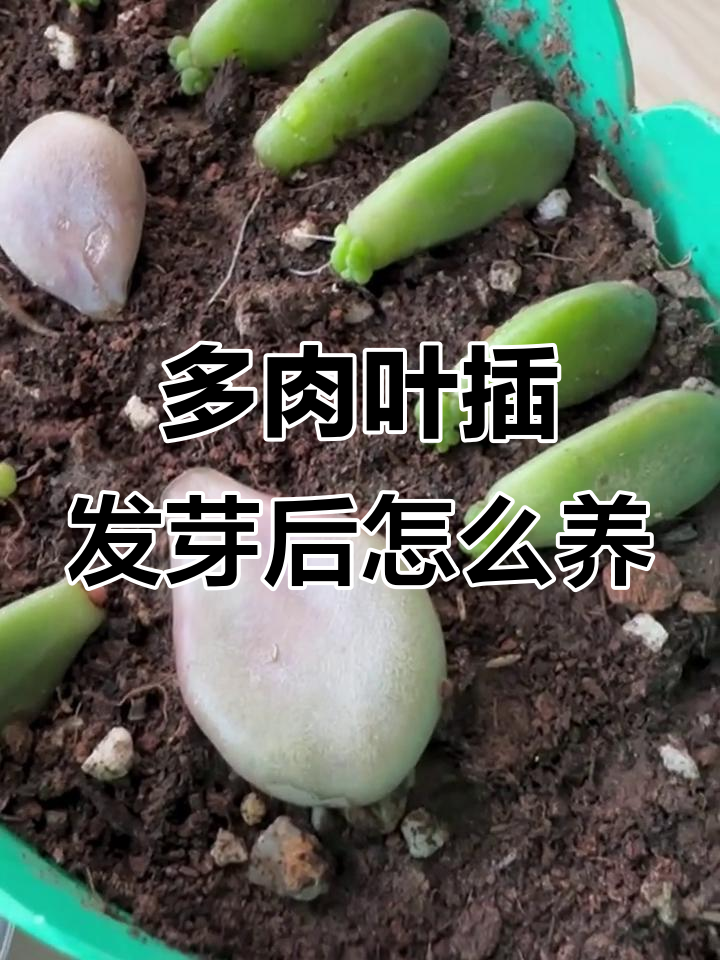 叶插多肉发芽后如何正确养护?四大要点教你轻松搞定
