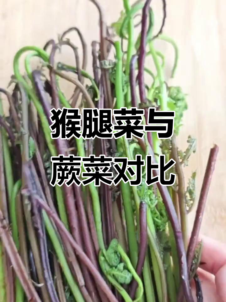 猴腿菜与蕨菜的差异,产地、功效及食用方法各不相同