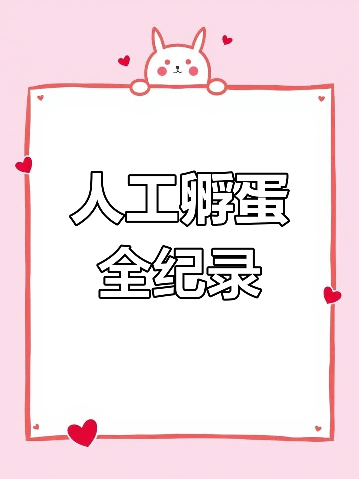 鸡蛋孵化全过程揭秘,21天见证生命奇迹