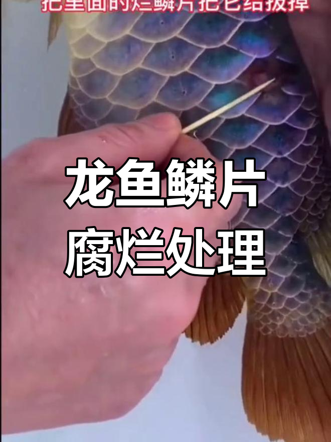 龙鱼鳞片烂了怎么办?教你快速恢复技巧