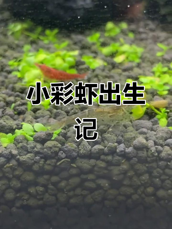 虾妈妈生小宝宝,30天辛苦等待终于有收获