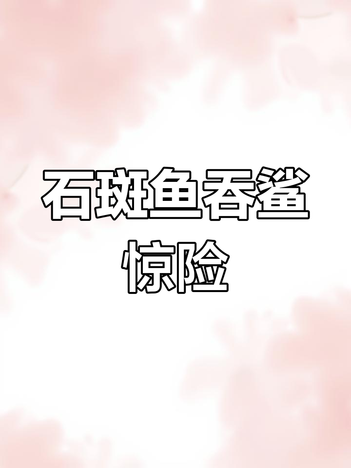 巨型石斑鱼吞鲨如食,竟能生吞成年人