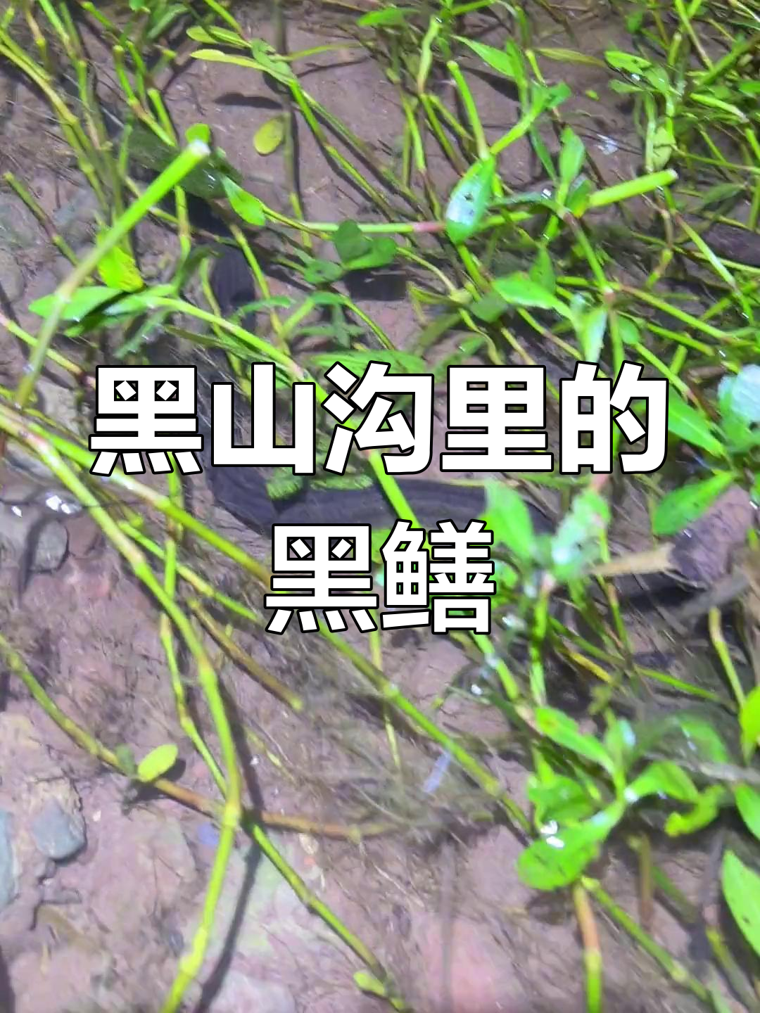 第一次见黑色鳝鱼,河里竟然有这种奇观
