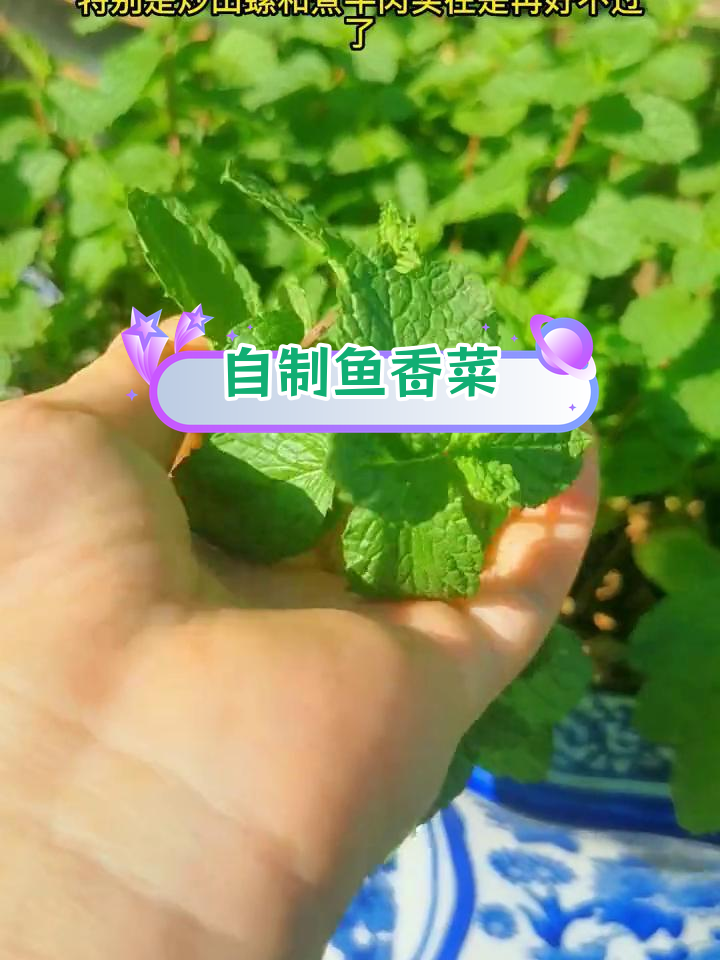 快速繁殖皱叶留兰香,轻松在家种植