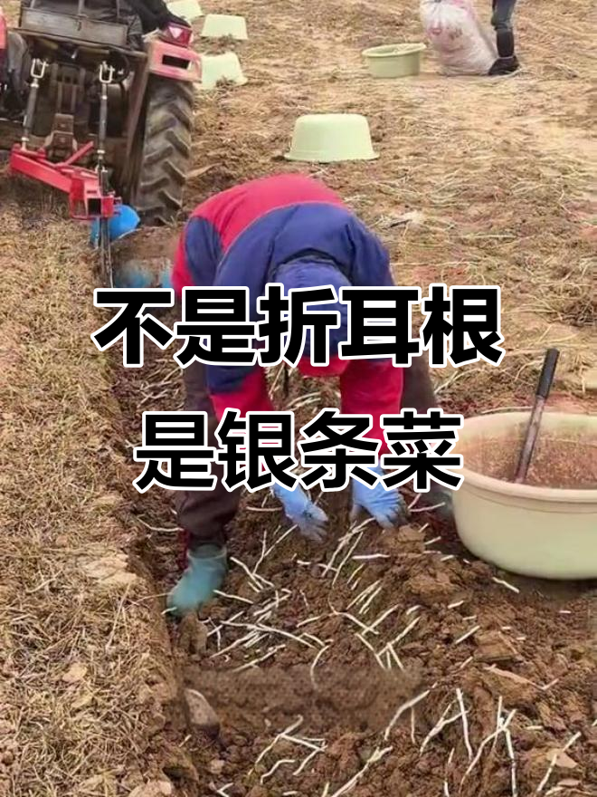 这不是折耳根,竟然是河南特产银条菜!